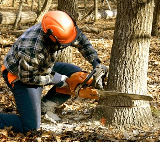 Tree Removal in Carbon, TX
